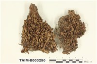 藏品(地錢屬)的圖片